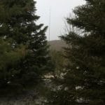 PA3FYM Delta Loop between trees